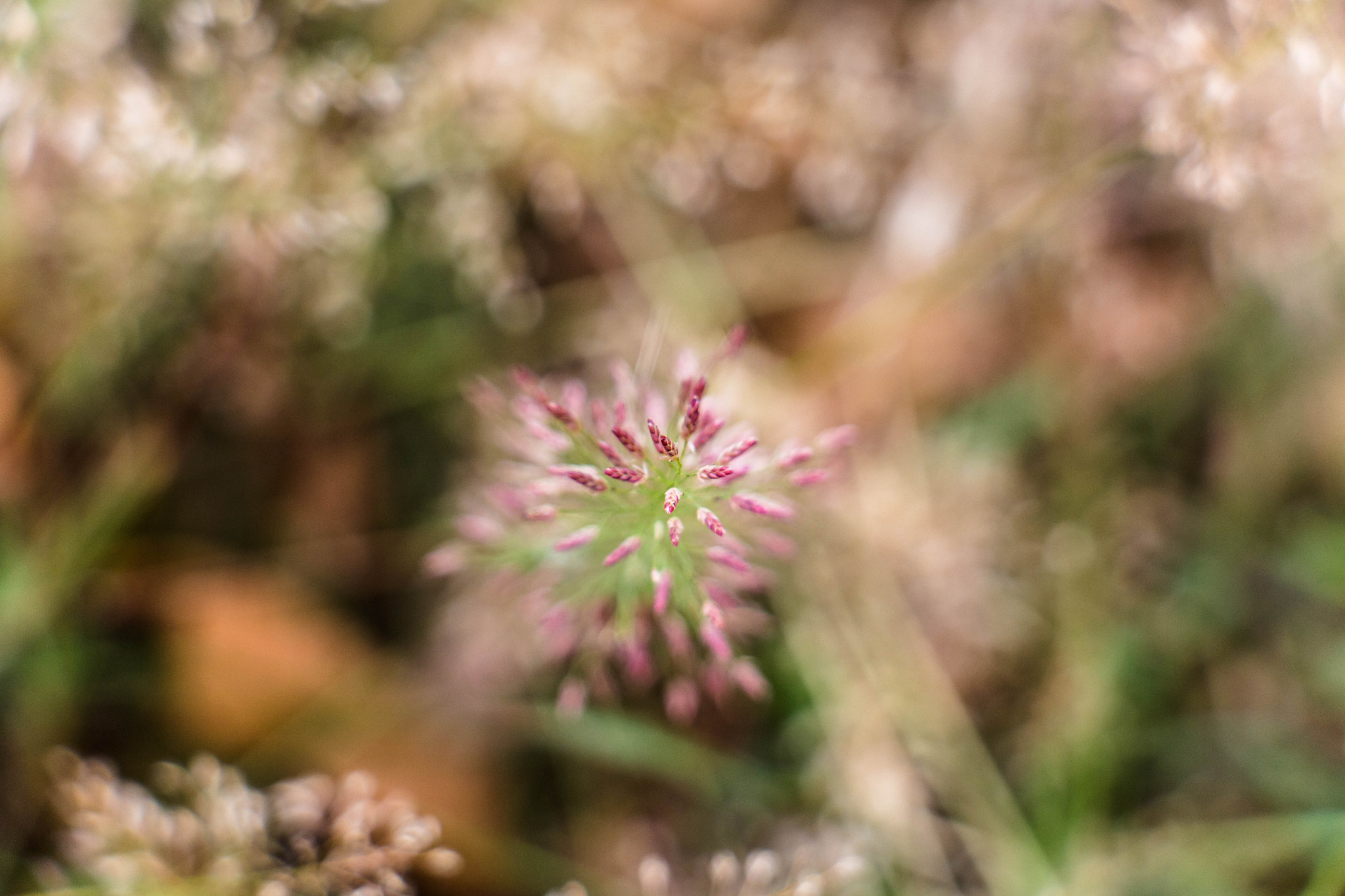 Canon EOS 700D (EOS Rebel T5i / EOS Kiss X7i) sample photo. Grass flower photography