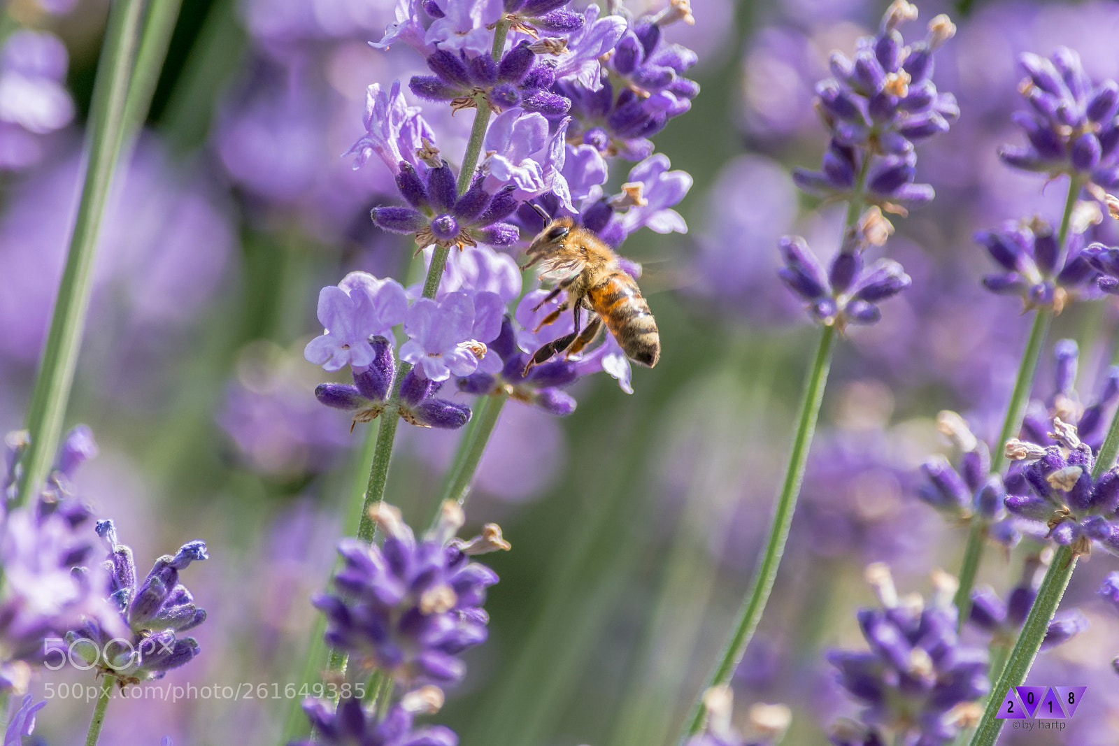 Nikon D7200 sample photo. It is all blue photography