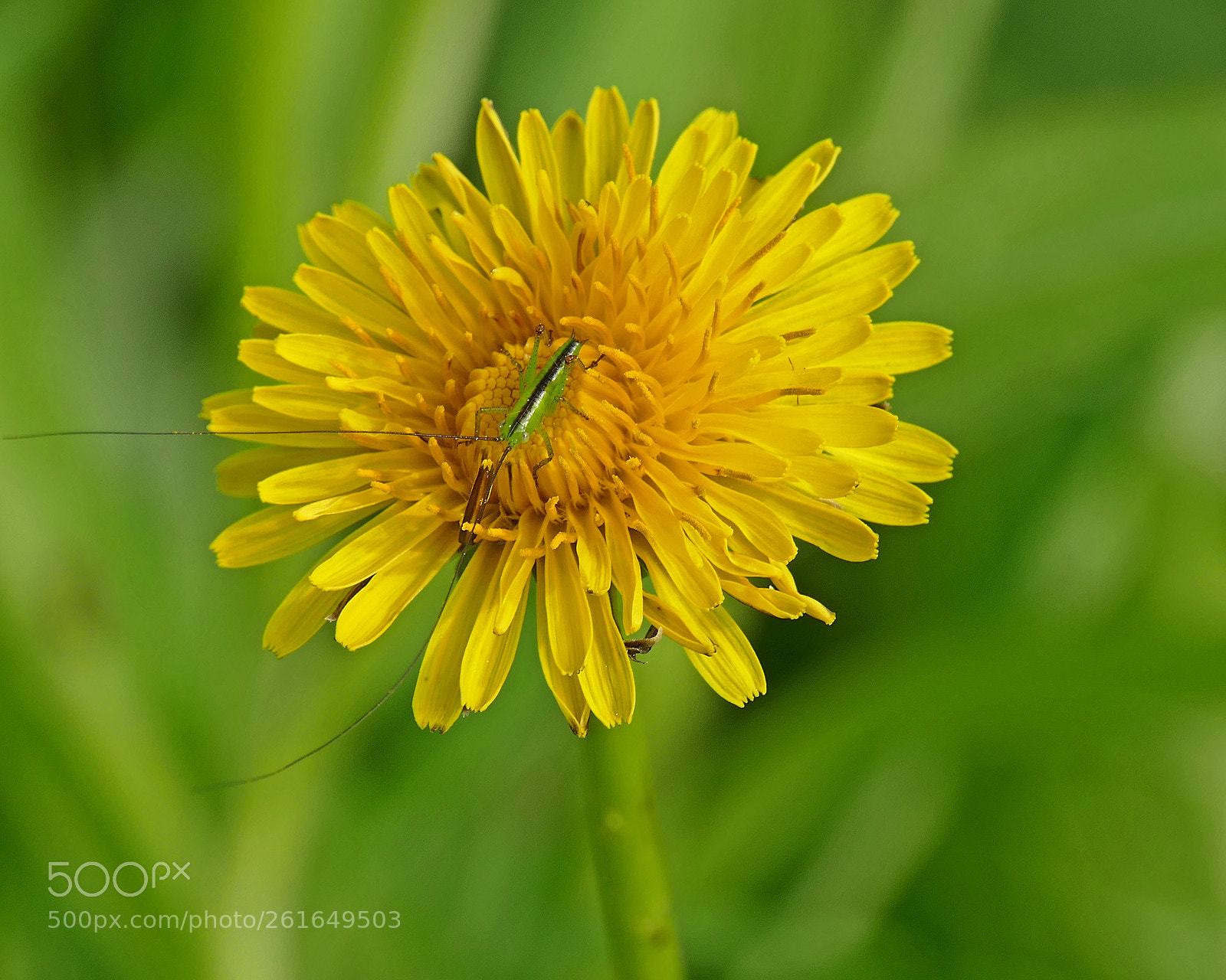 Panasonic Lumix DMC-FZ1000 sample photo. Dandelion photography