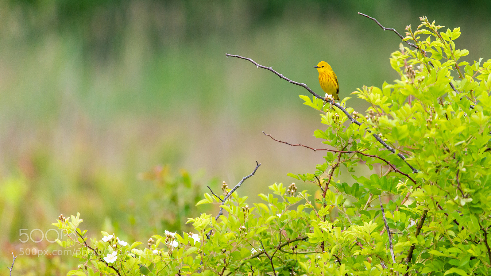 Nikon D800 sample photo. Yellow one photography
