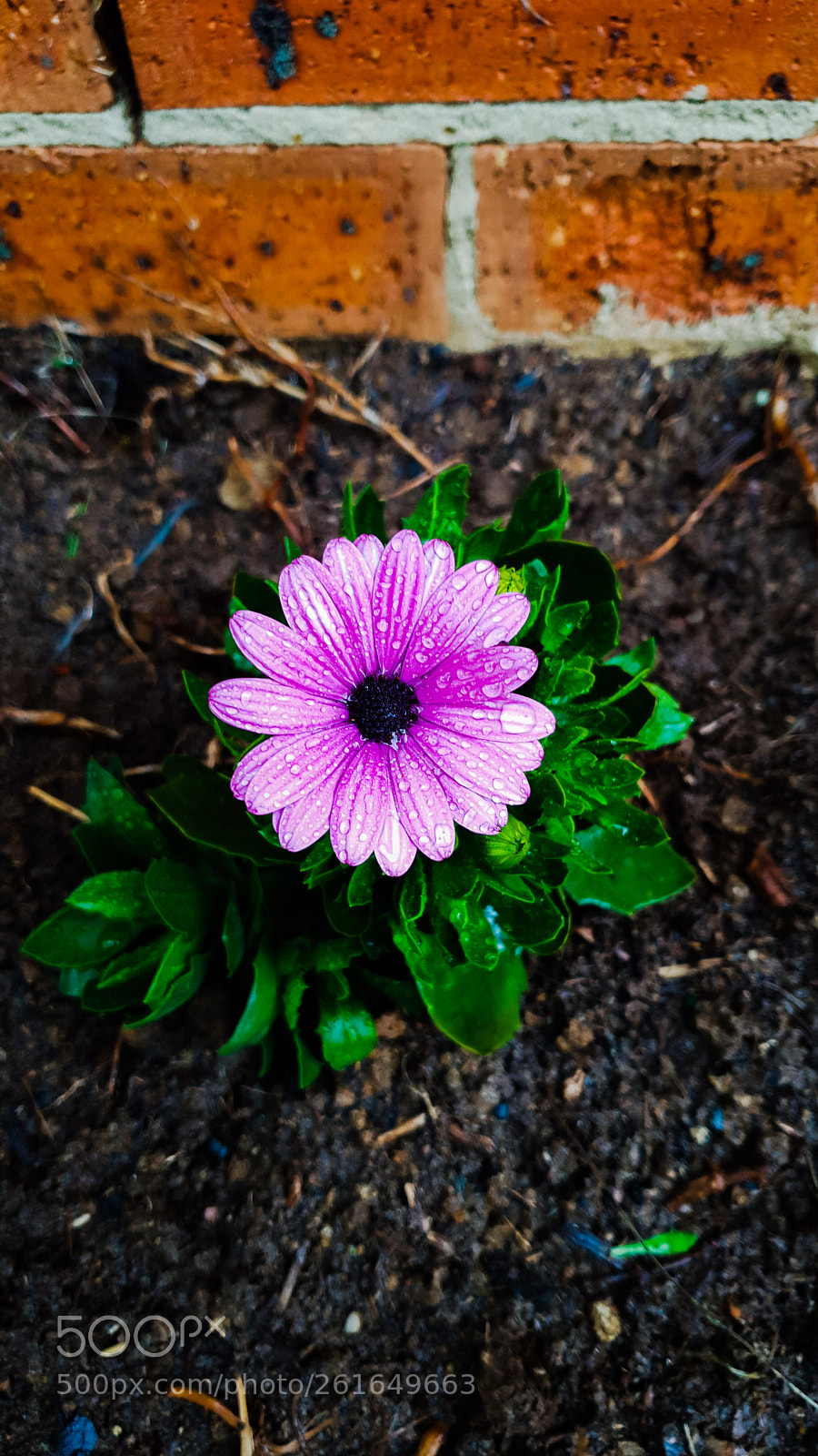 Samsung Galaxy S9+ sample photo. Vibrant photography