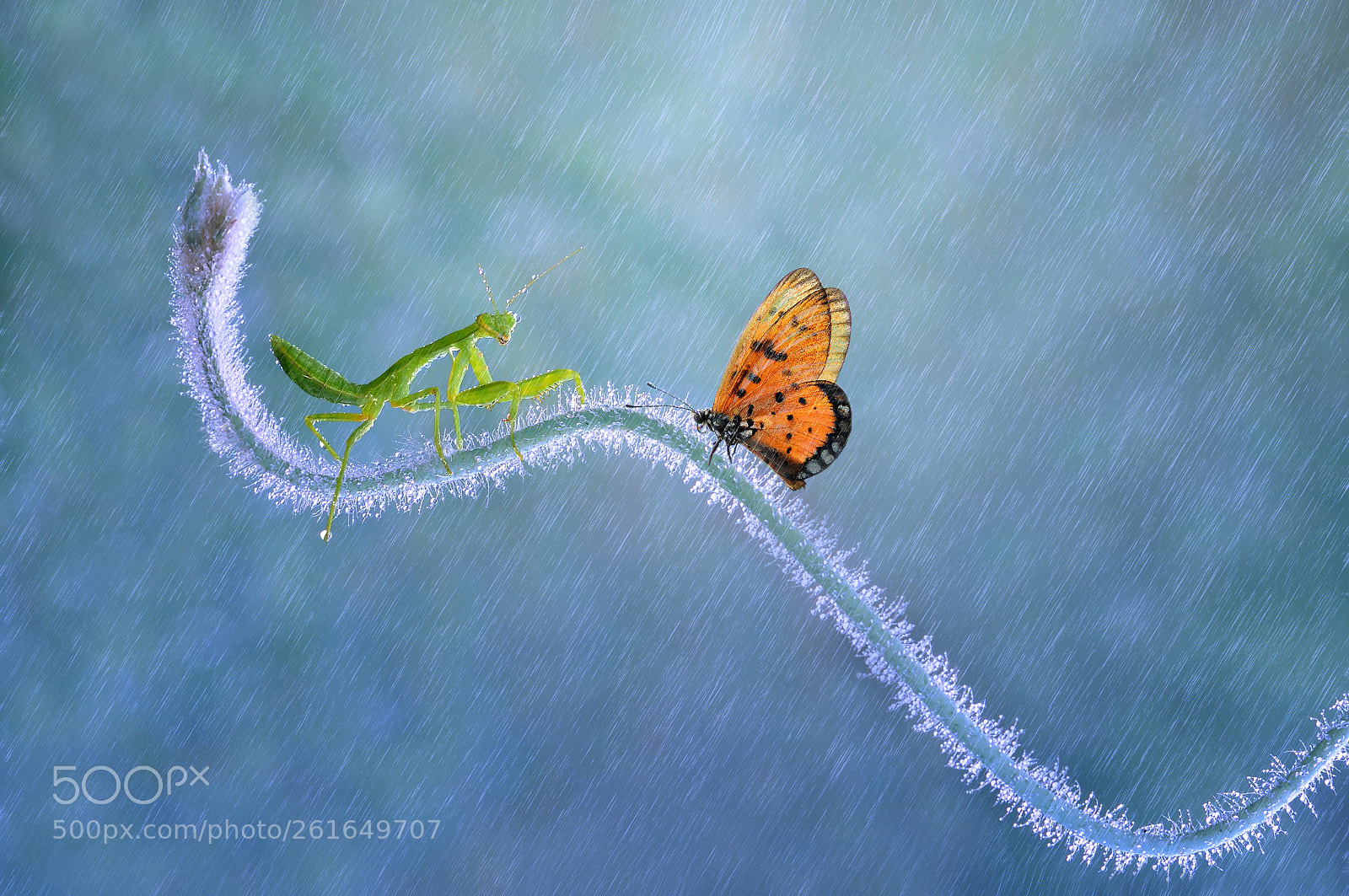 Nikon D90 sample photo. Manthis and butterfly photography