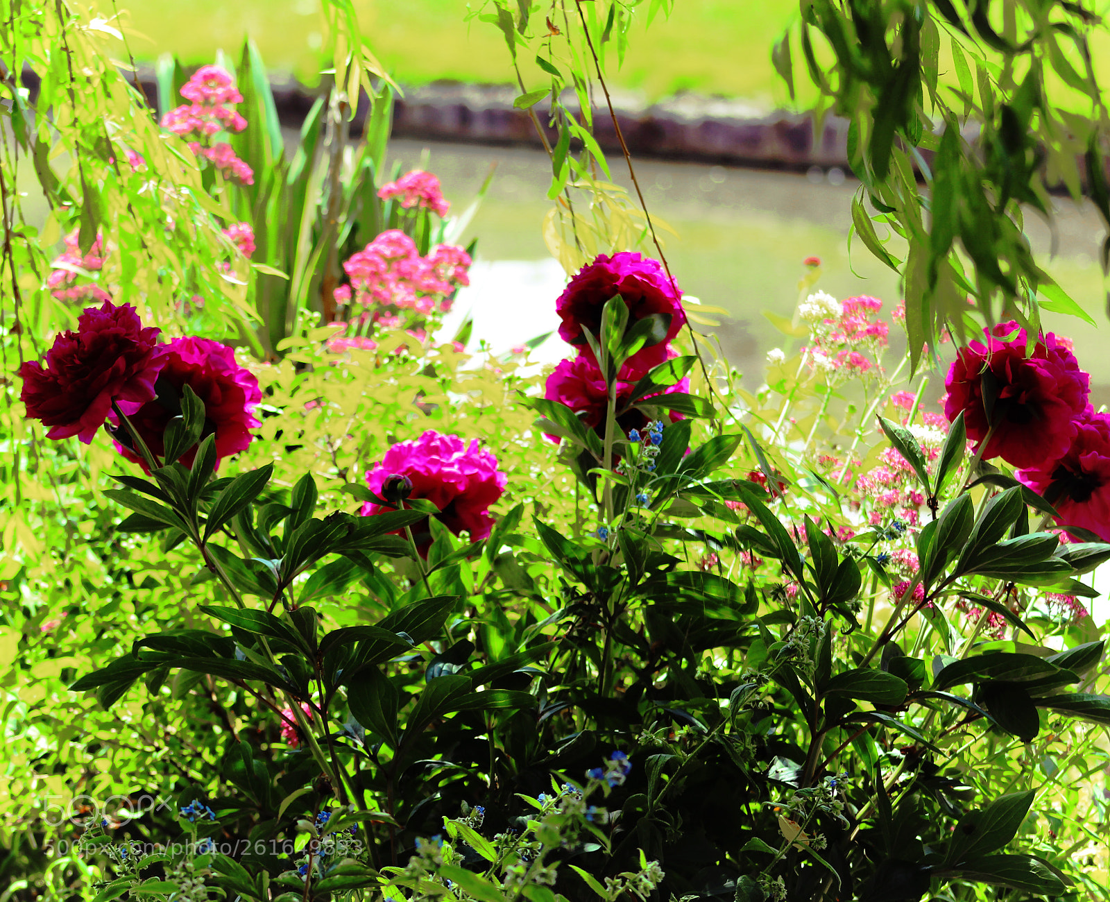 Canon EOS 700D (EOS Rebel T5i / EOS Kiss X7i) sample photo. Flowers by the canal photography
