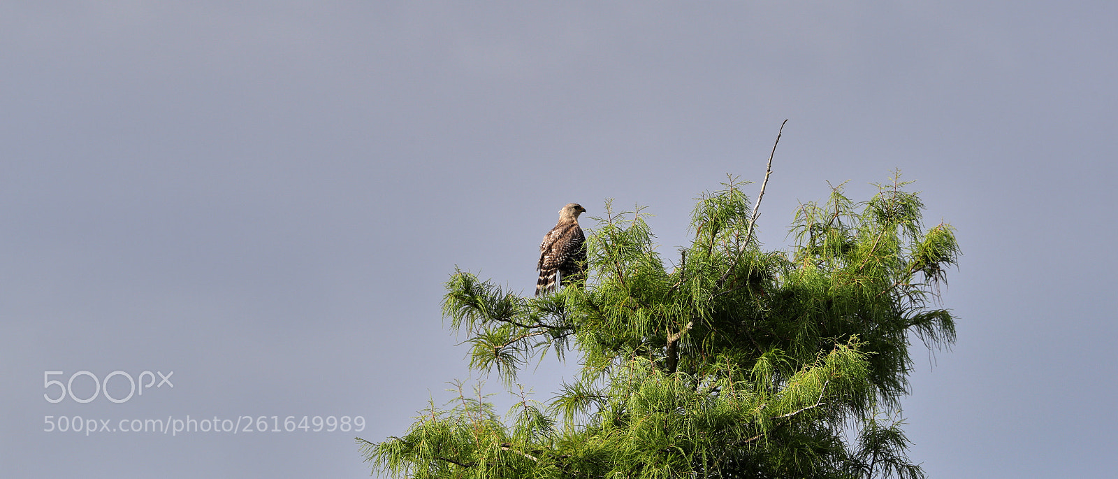 Canon EOS-1D X Mark II sample photo. 06-10-18-0022136.jpg photography