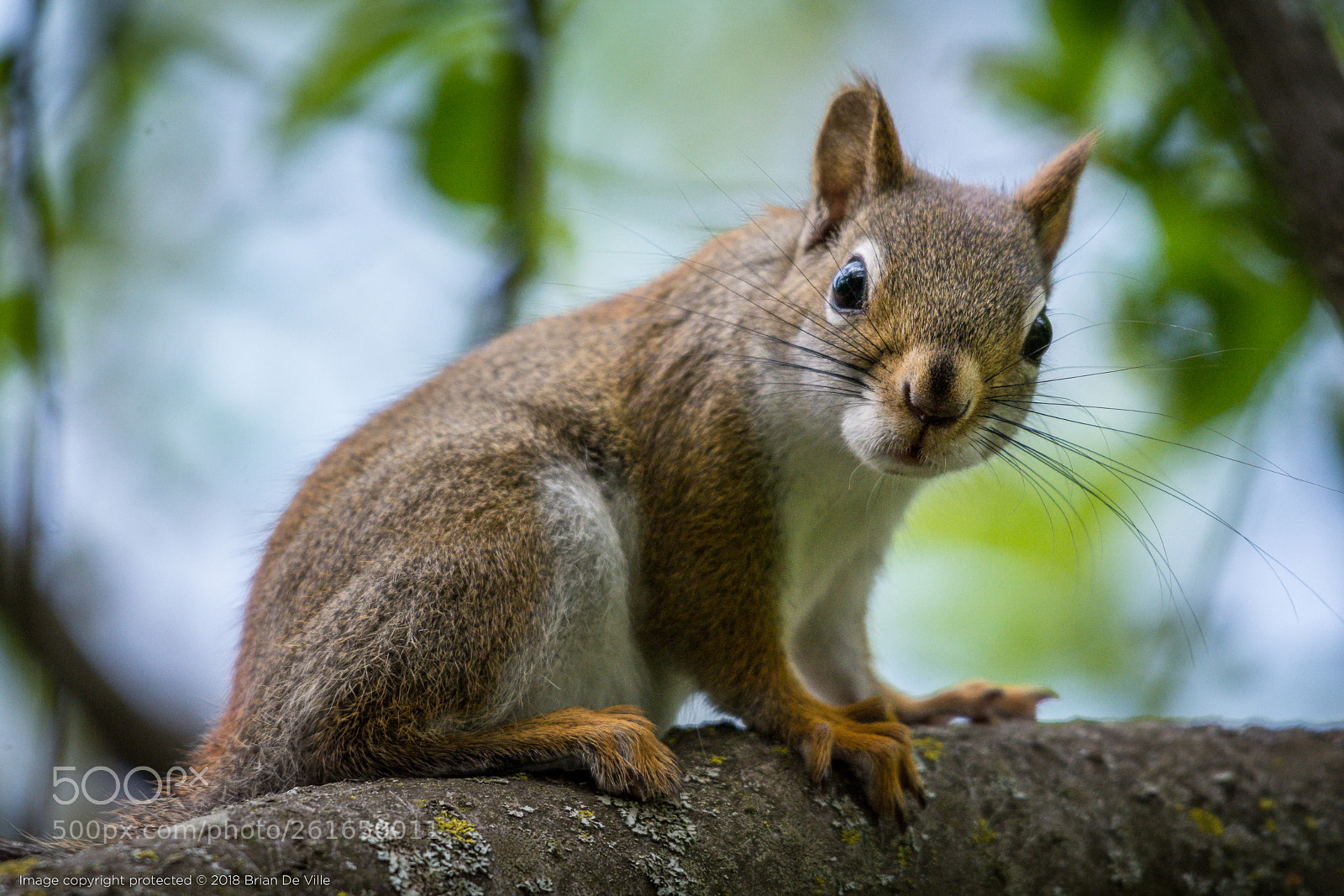 Nikon D7100 sample photo. Hello guvna'! photography