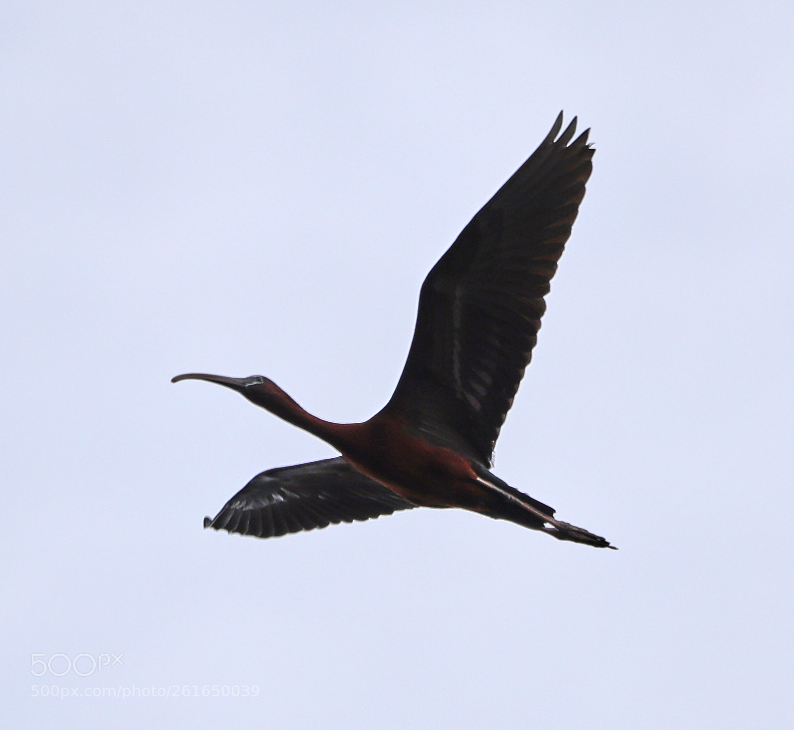 Canon EOS-1D X Mark II sample photo. 06-10-18-0022066.jpg photography