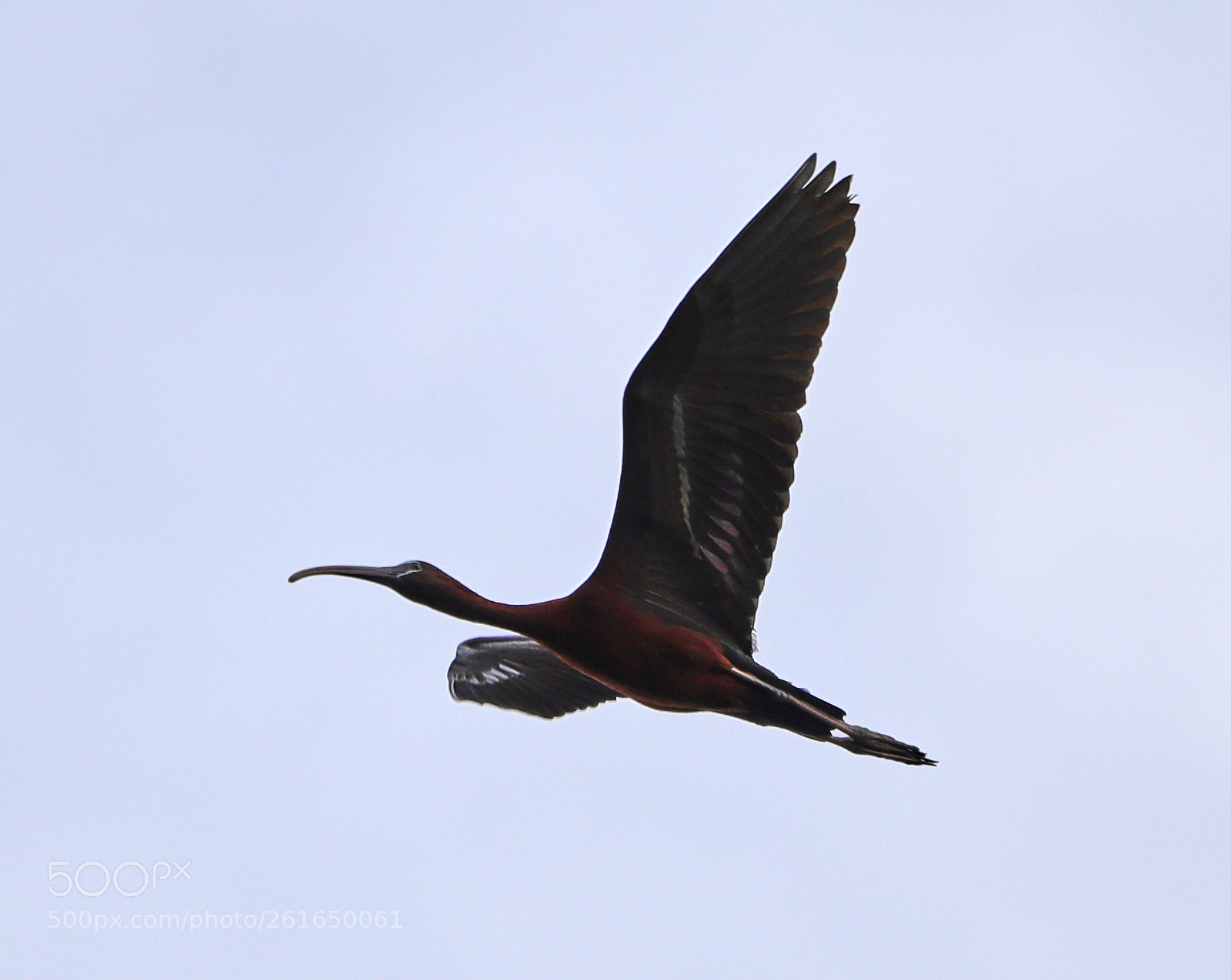 Canon EOS-1D X Mark II sample photo. 06-10-18-0022065.jpg photography