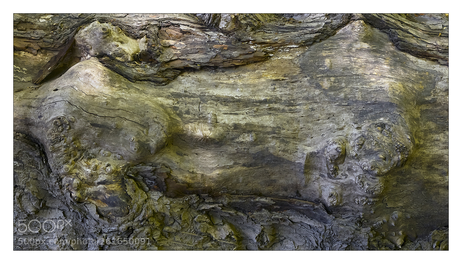 Nikon D800 sample photo. Old tree stump, walkill photography