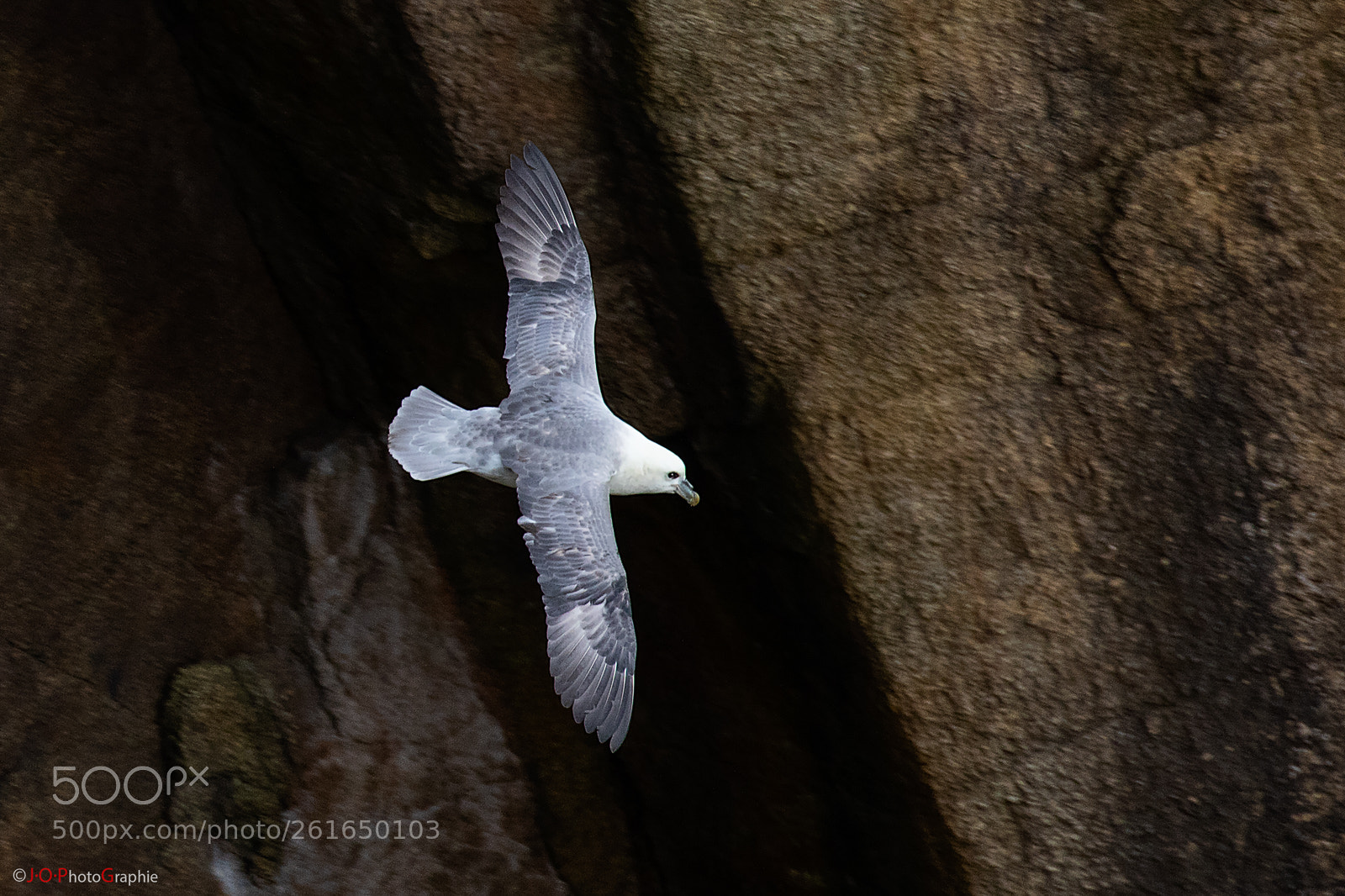 Canon EOS 7D Mark II sample photo. Fulmar bor al, eissturmvogel photography
