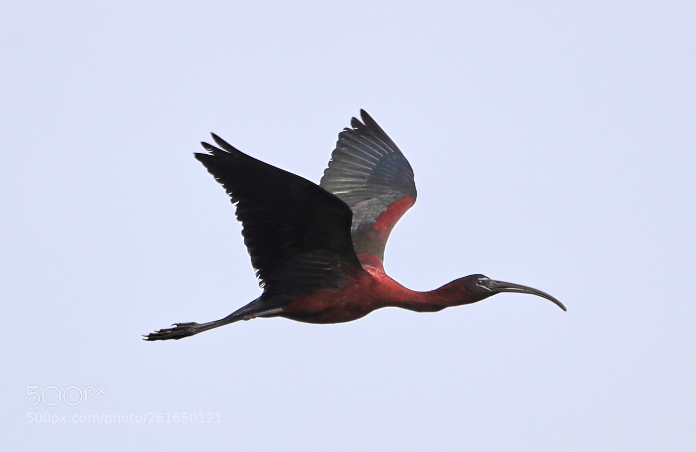 Canon EOS-1D X Mark II sample photo. 06-10-18-0021986.jpg photography