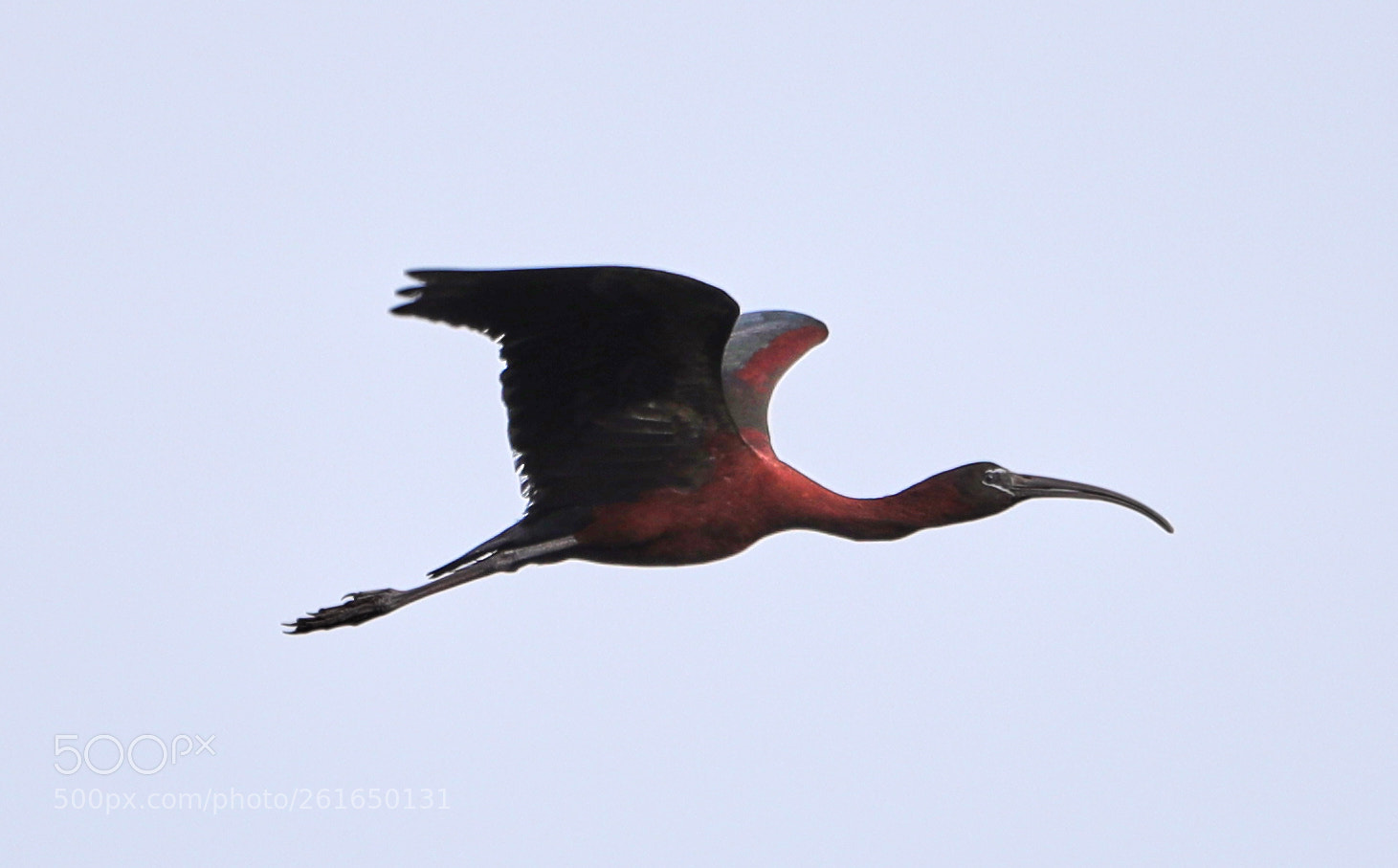 Canon EOS-1D X Mark II sample photo. 06-10-18-0021985.jpg photography