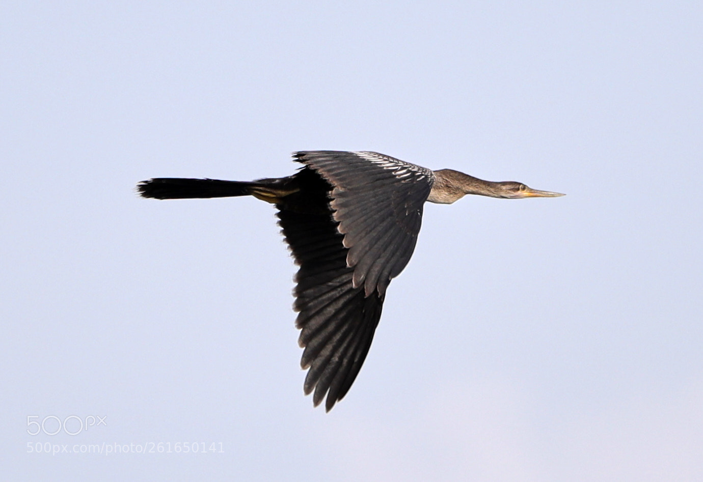 Canon EOS-1D X Mark II sample photo. 06-10-18-0021983.jpg photography