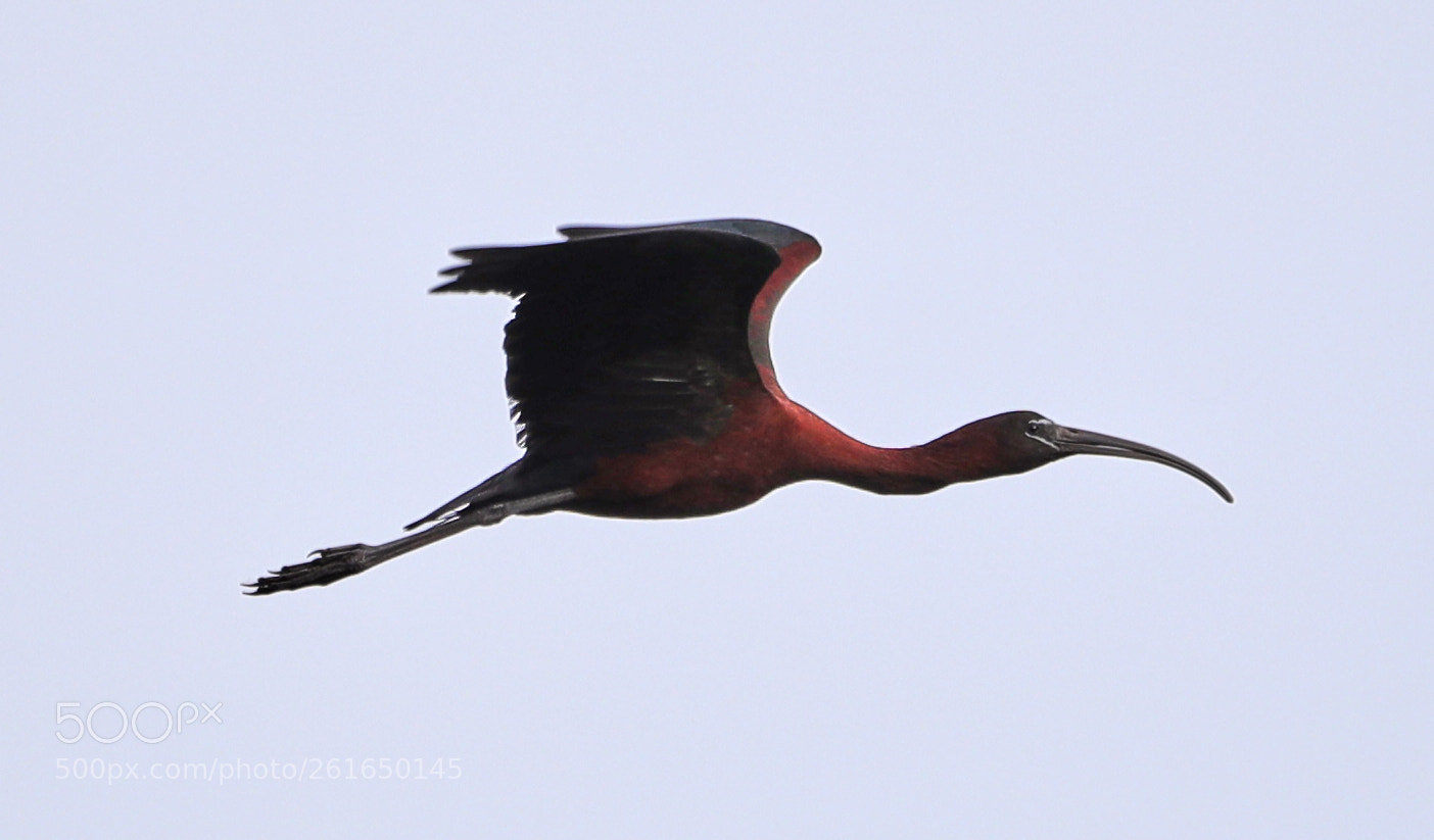 Canon EOS-1D X Mark II sample photo. 06-10-18-0021984.jpg photography