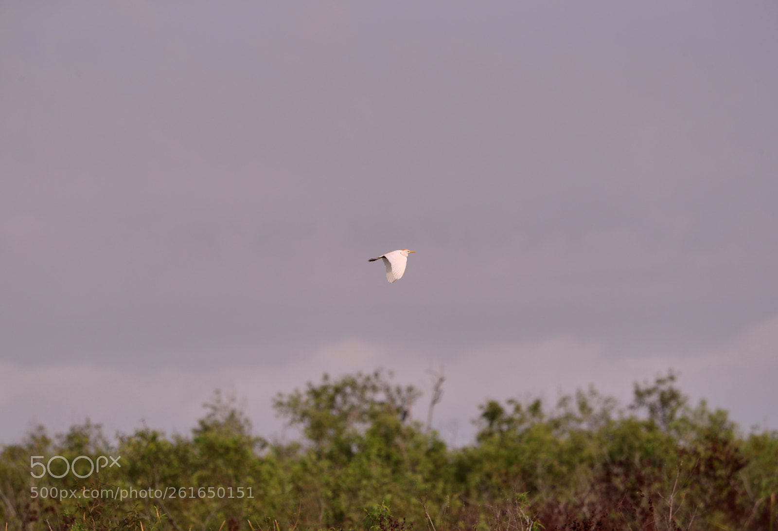 Canon EOS-1D X Mark II sample photo. 06-10-18-0021966.jpg photography