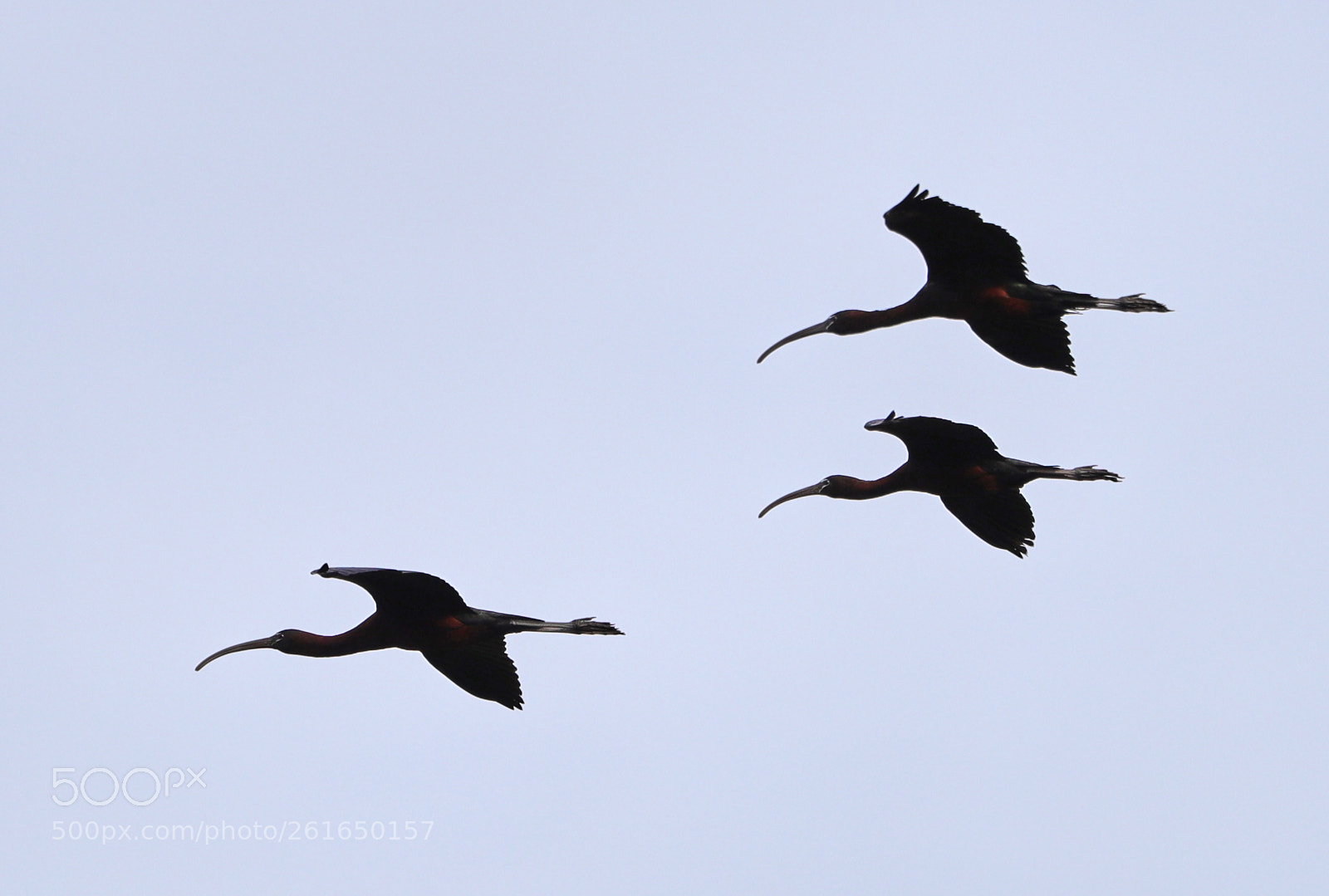 Canon EOS-1D X Mark II sample photo. 06-10-18-0021941.jpg photography