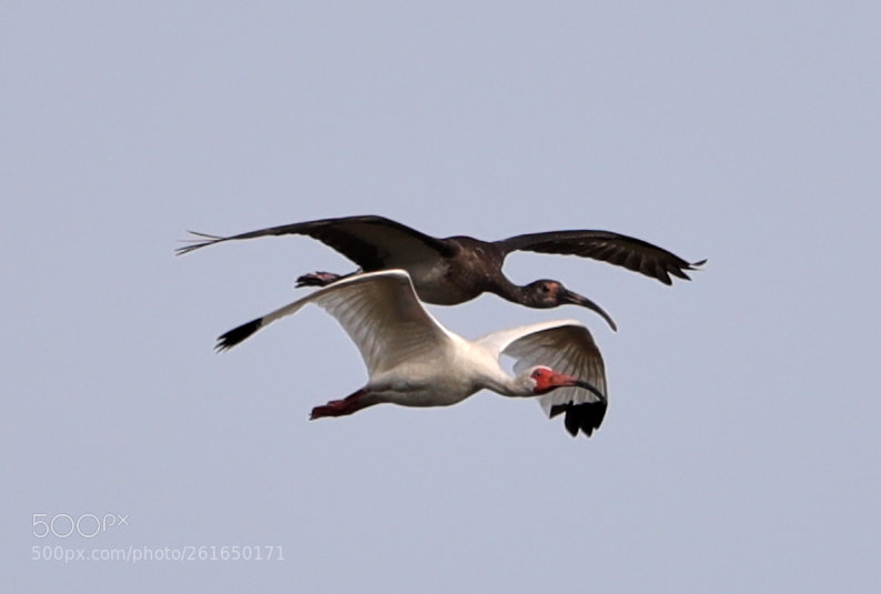 Canon EOS-1D X Mark II sample photo. 06-10-18-0021938.jpg photography