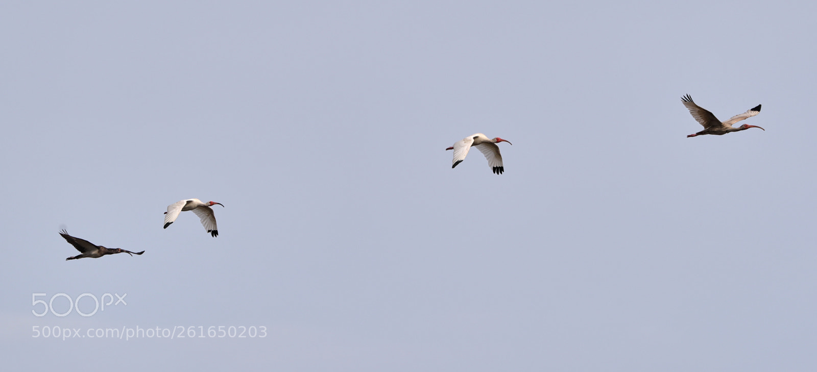 Canon EOS-1D X Mark II sample photo. 06-10-18-0021937.jpg photography