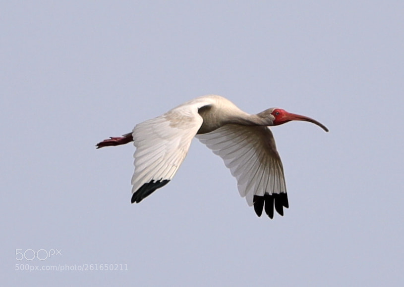 Canon EOS-1D X Mark II sample photo. 06-10-18-0021935.jpg photography