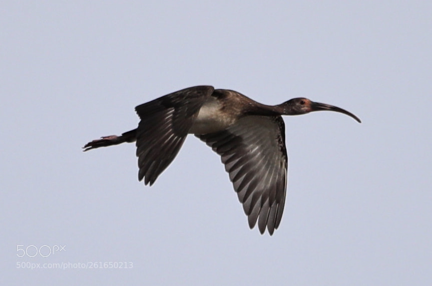 Canon EOS-1D X Mark II sample photo. 06-10-18-0021934.jpg photography