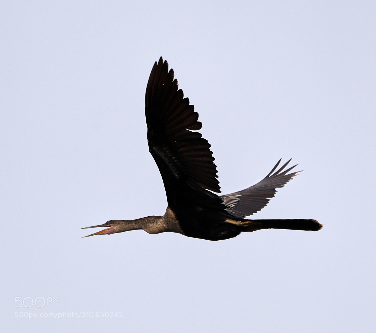 Canon EOS-1D X Mark II sample photo. 06-10-18-0021929.jpg photography