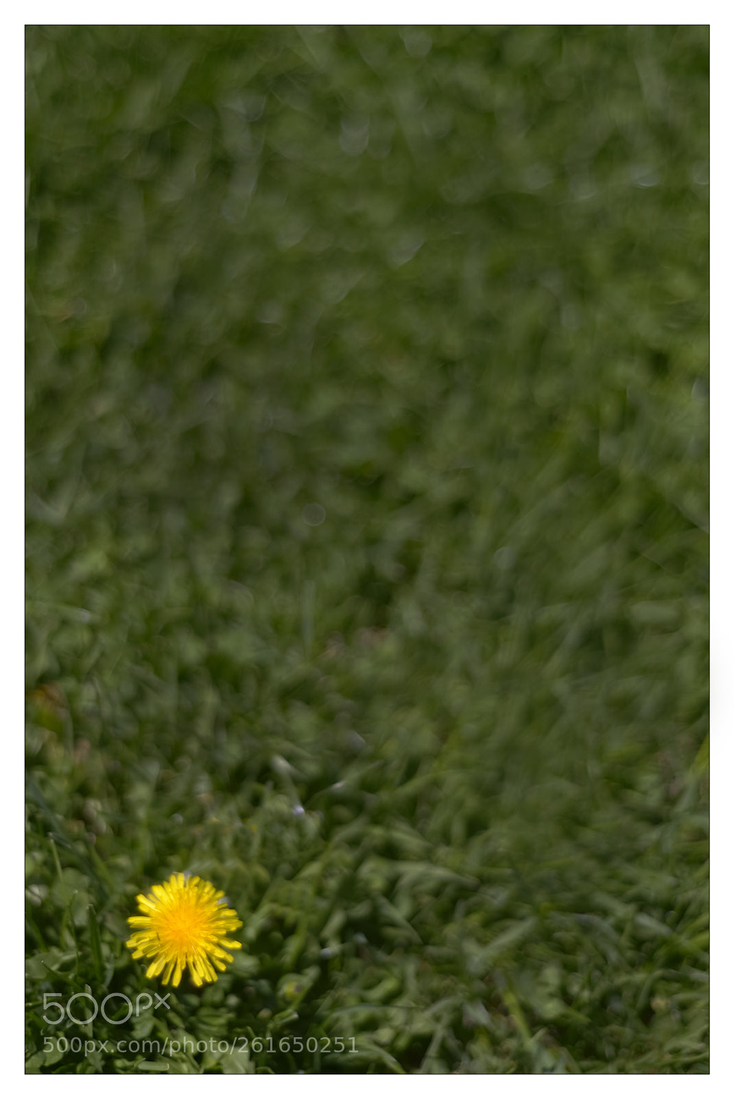 Nikon D800 sample photo. Wild flower photography