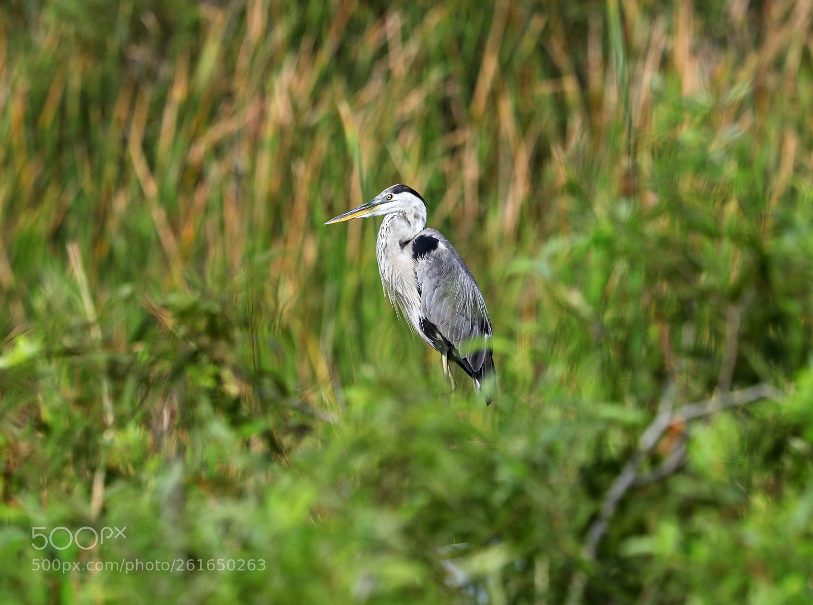 Canon EOS-1D X Mark II sample photo. 06-10-18-0021914.jpg photography