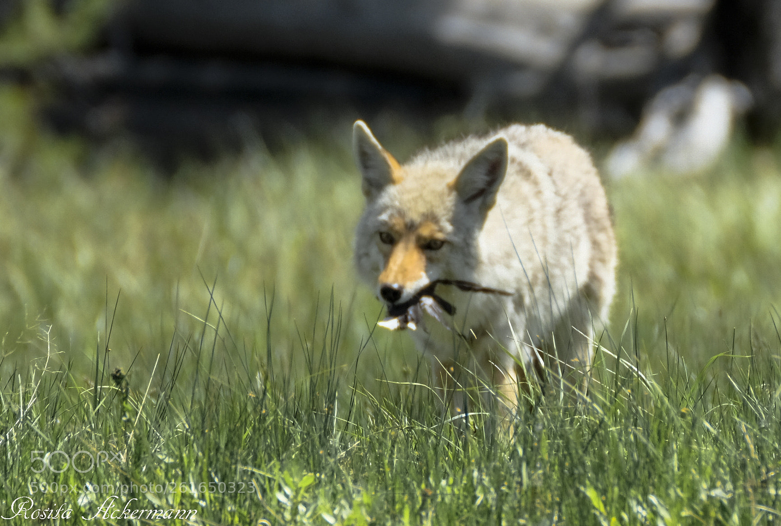 Fujifilm X-T20 sample photo. Coyote eating in yellowstone photography