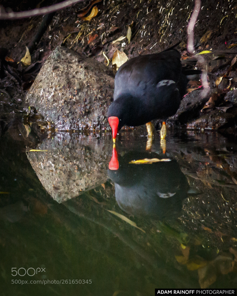 Canon EOS 70D sample photo. Common gallinule cordoba bogota photography