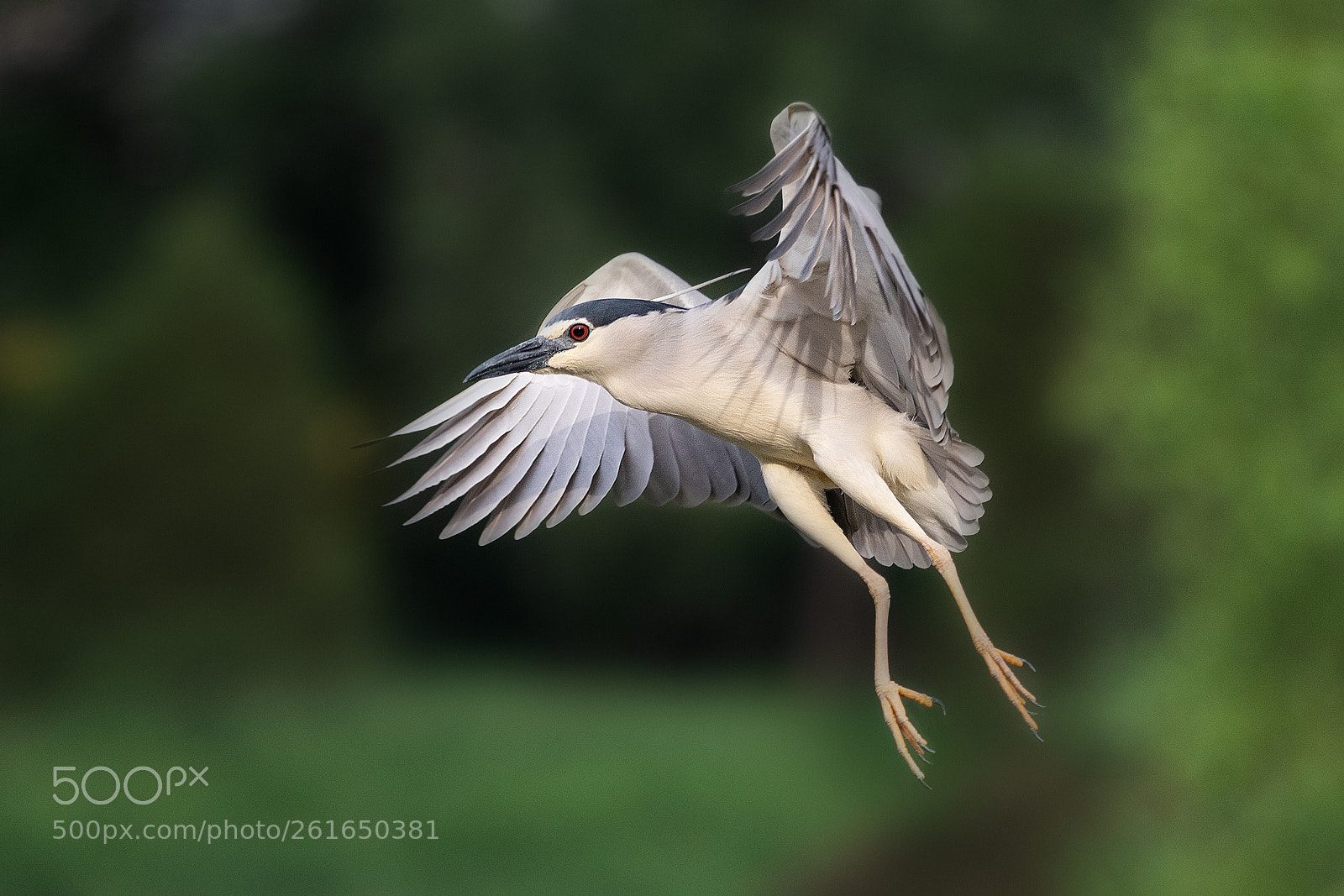 Canon EOS 7D Mark II sample photo. Bird in fly photography