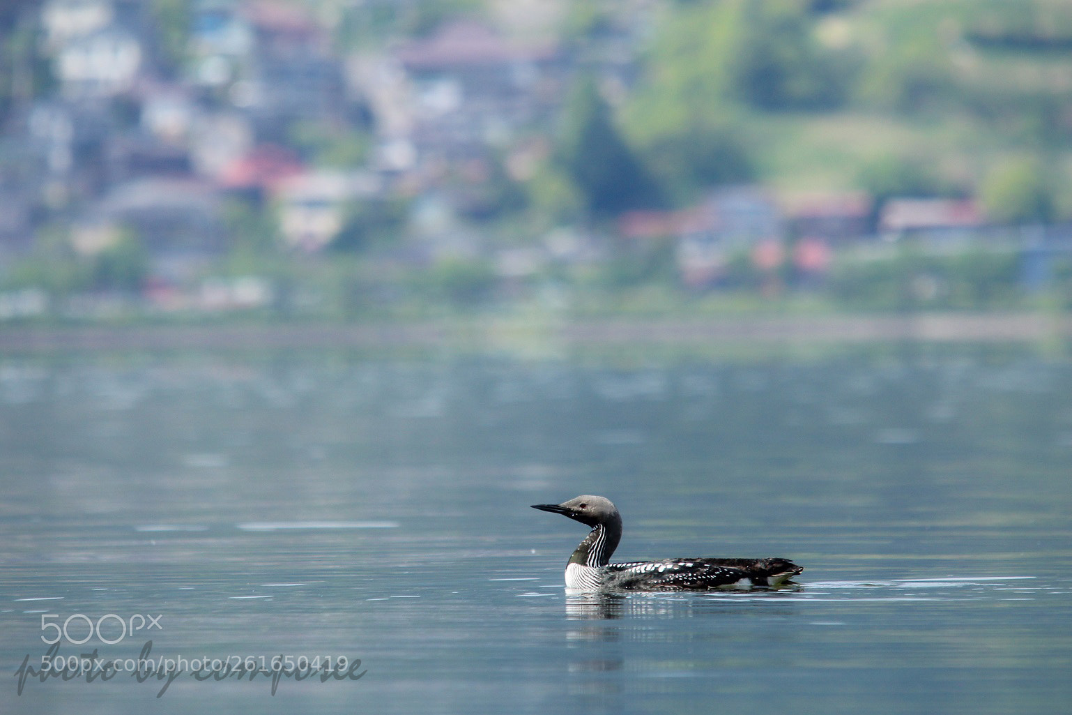 Canon EOS 60D sample photo. Gavia arctica photography