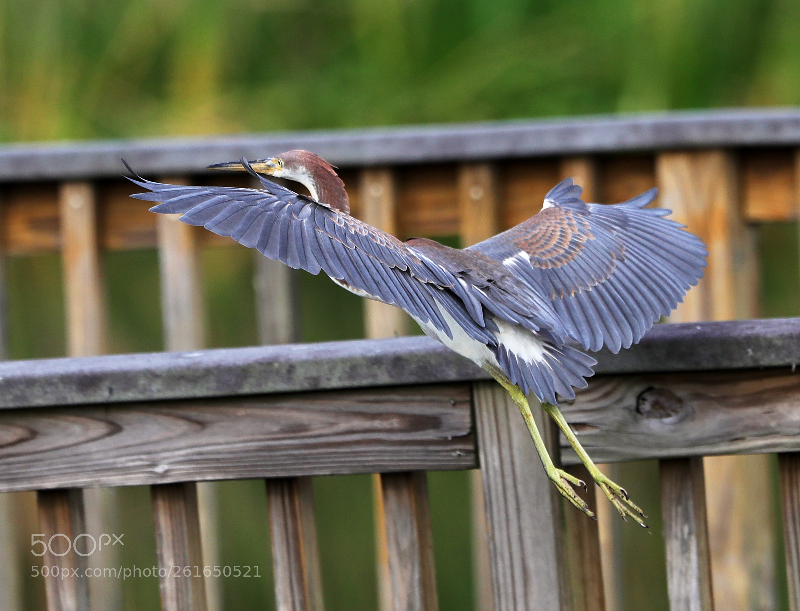 Canon EOS-1D X Mark II sample photo. 06-10-18-0021893.jpg photography