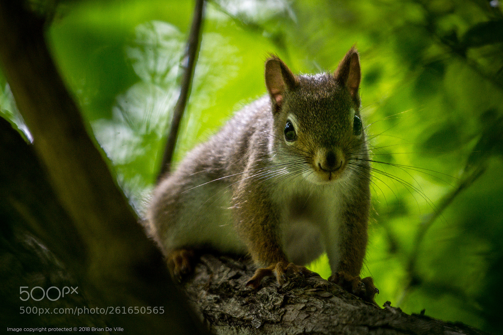 Nikon D7100 sample photo. Red squirrel photography