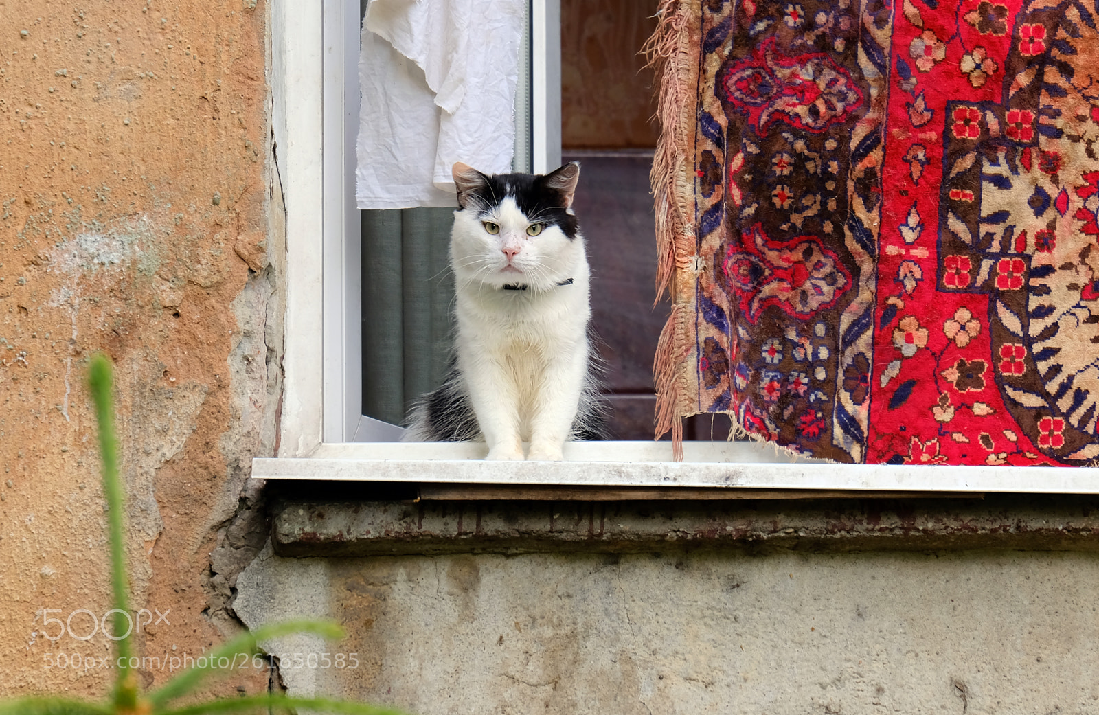 Fujifilm X-T20 sample photo. House cat in a photography