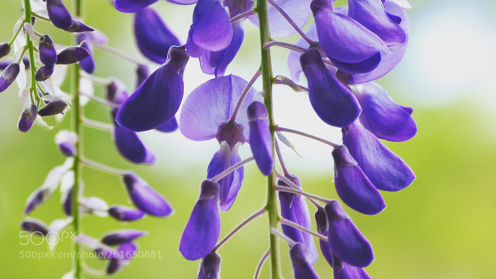Panasonic Lumix DMC-FZ150 sample photo. Hanging jacaranda  photography