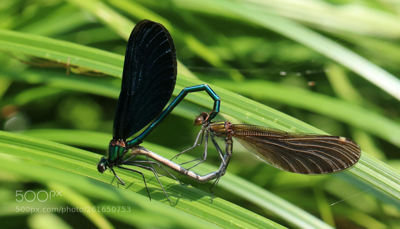 Canon EOS 750D (EOS Rebel T6i / EOS Kiss X8i) sample photo. Dragonfly mating photography