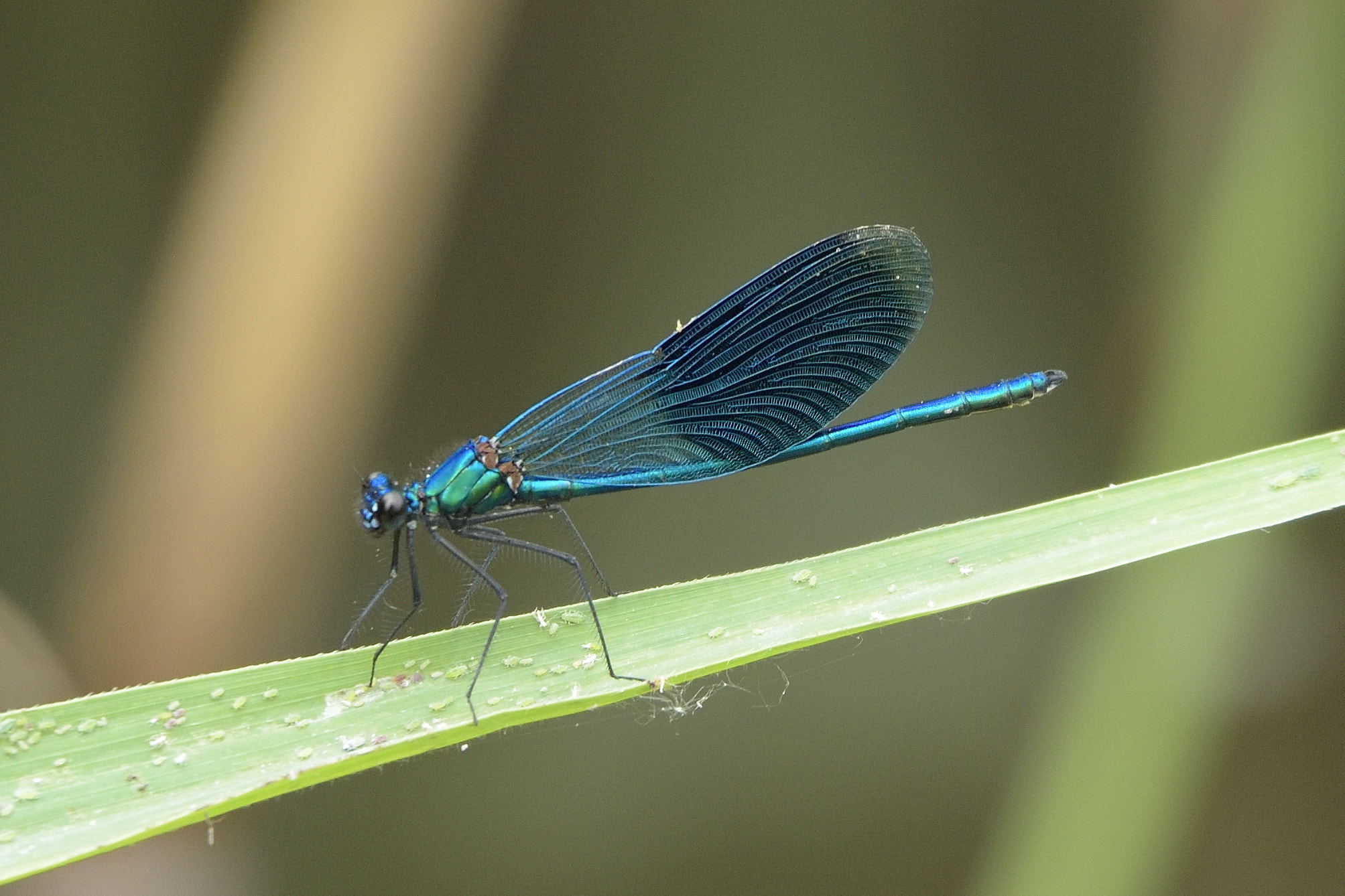 Nikon D750 sample photo. Banded demoiselle (calopteryx splendens) photography