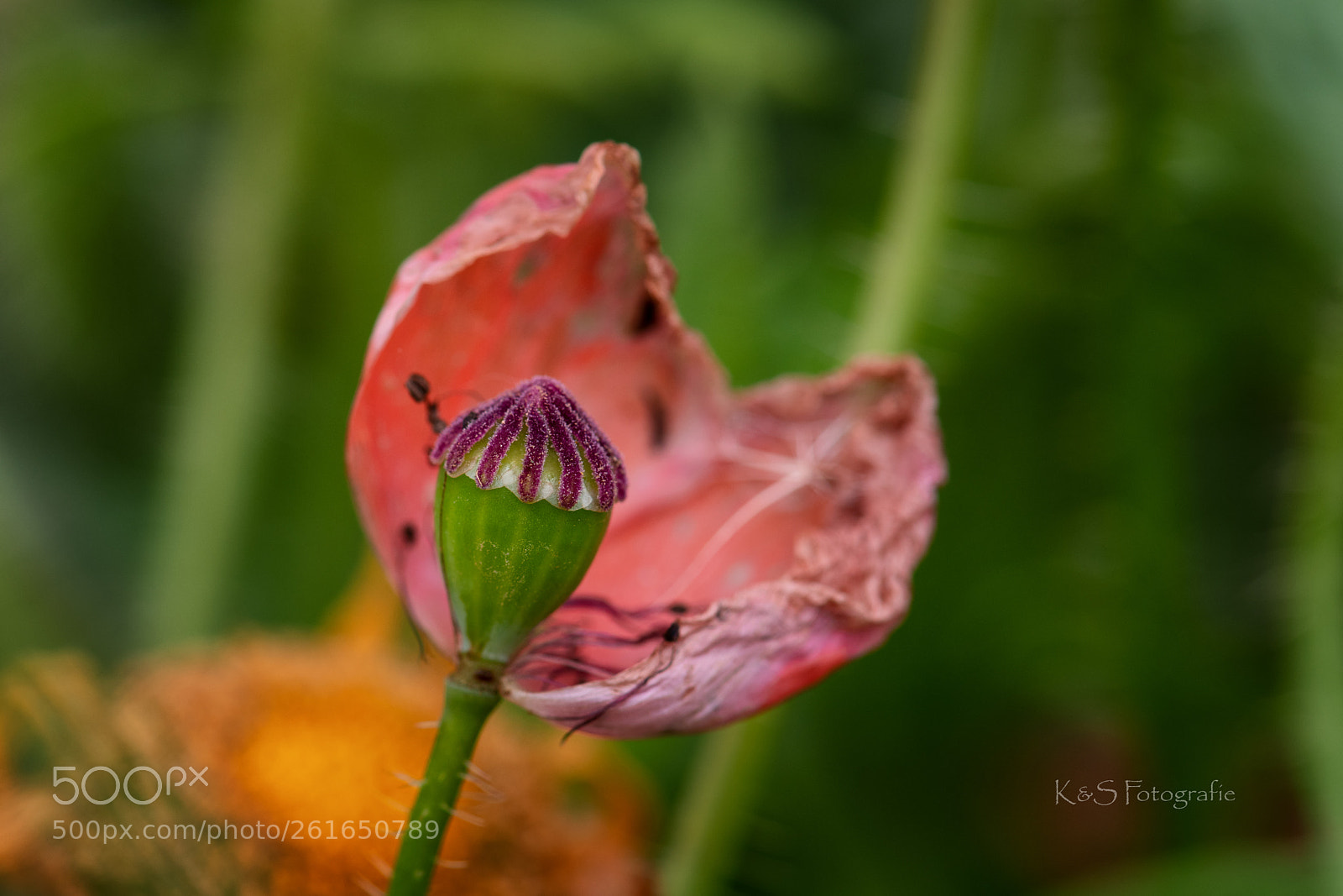 Nikon D850 sample photo. Vergänglichkeit photography