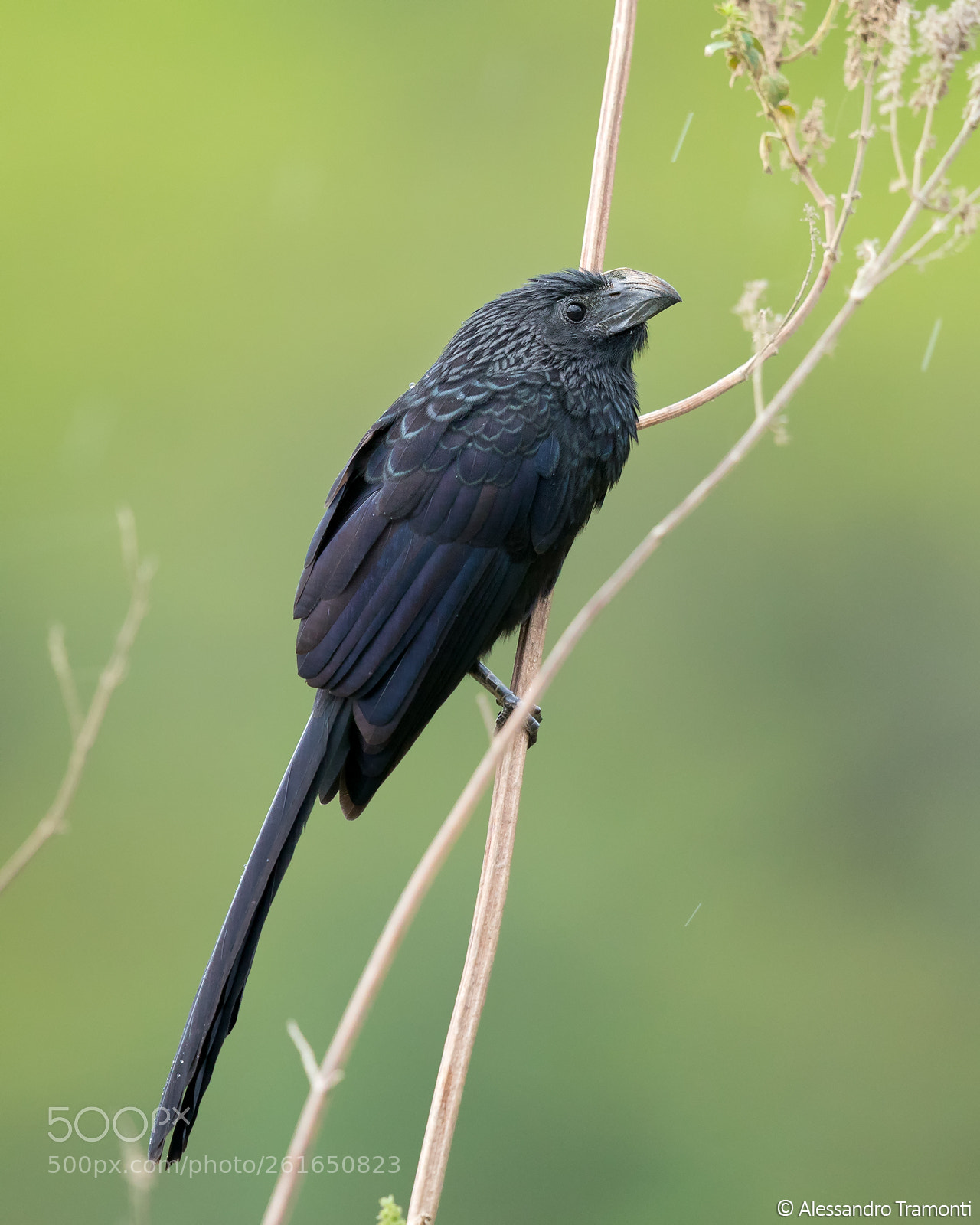 Canon EOS 5D Mark IV sample photo. Groove-billed ani photography