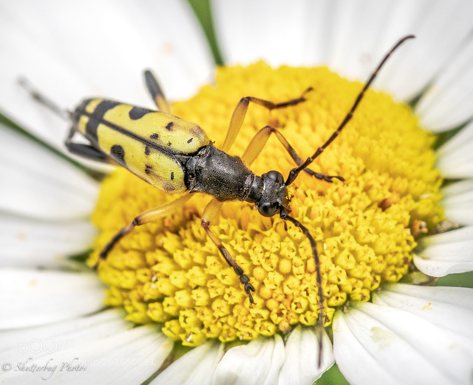 Canon EOS 80D sample photo. Long horn beetle photography