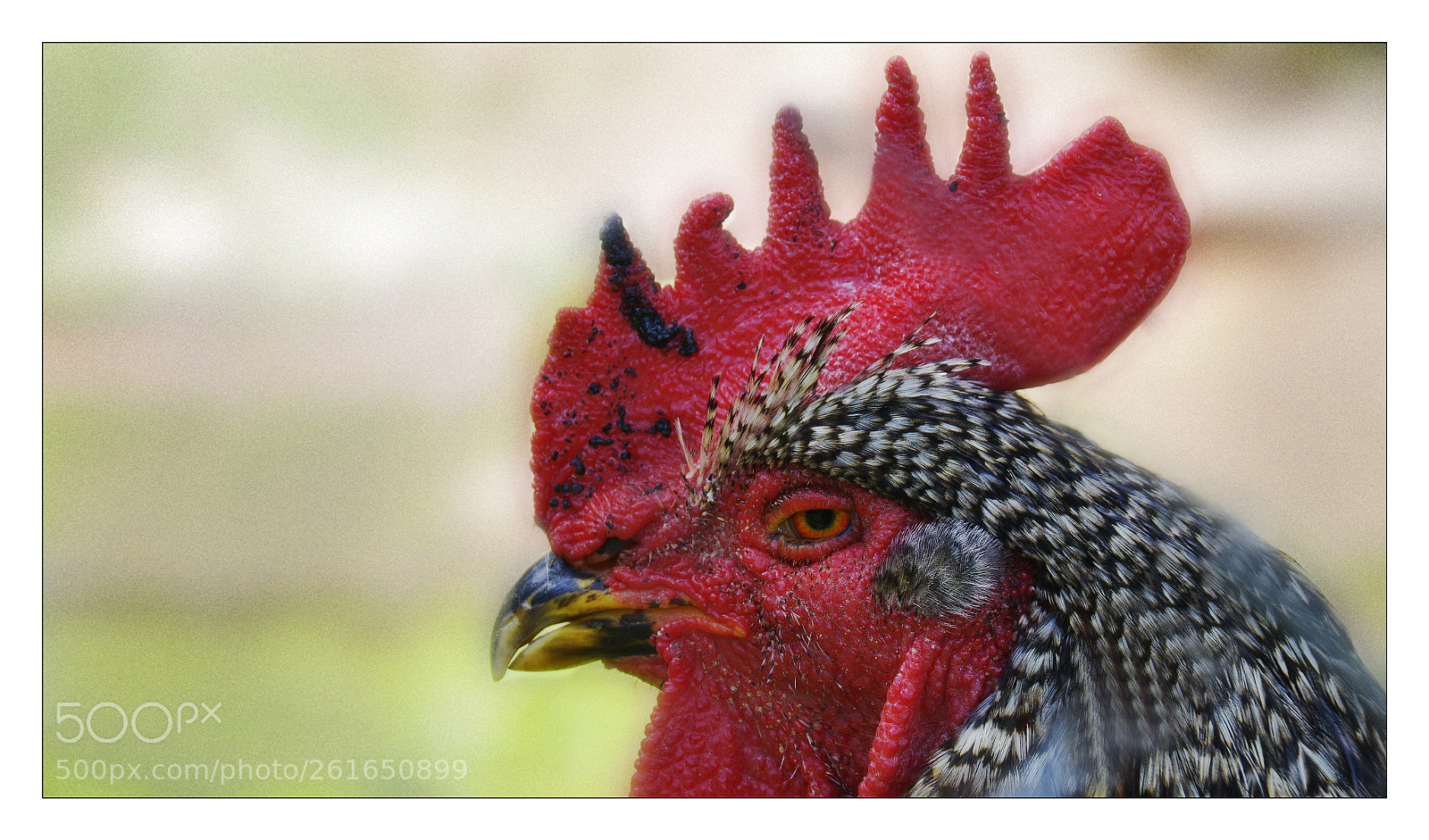 Nikon D800 sample photo. Woodstock red rooster photography