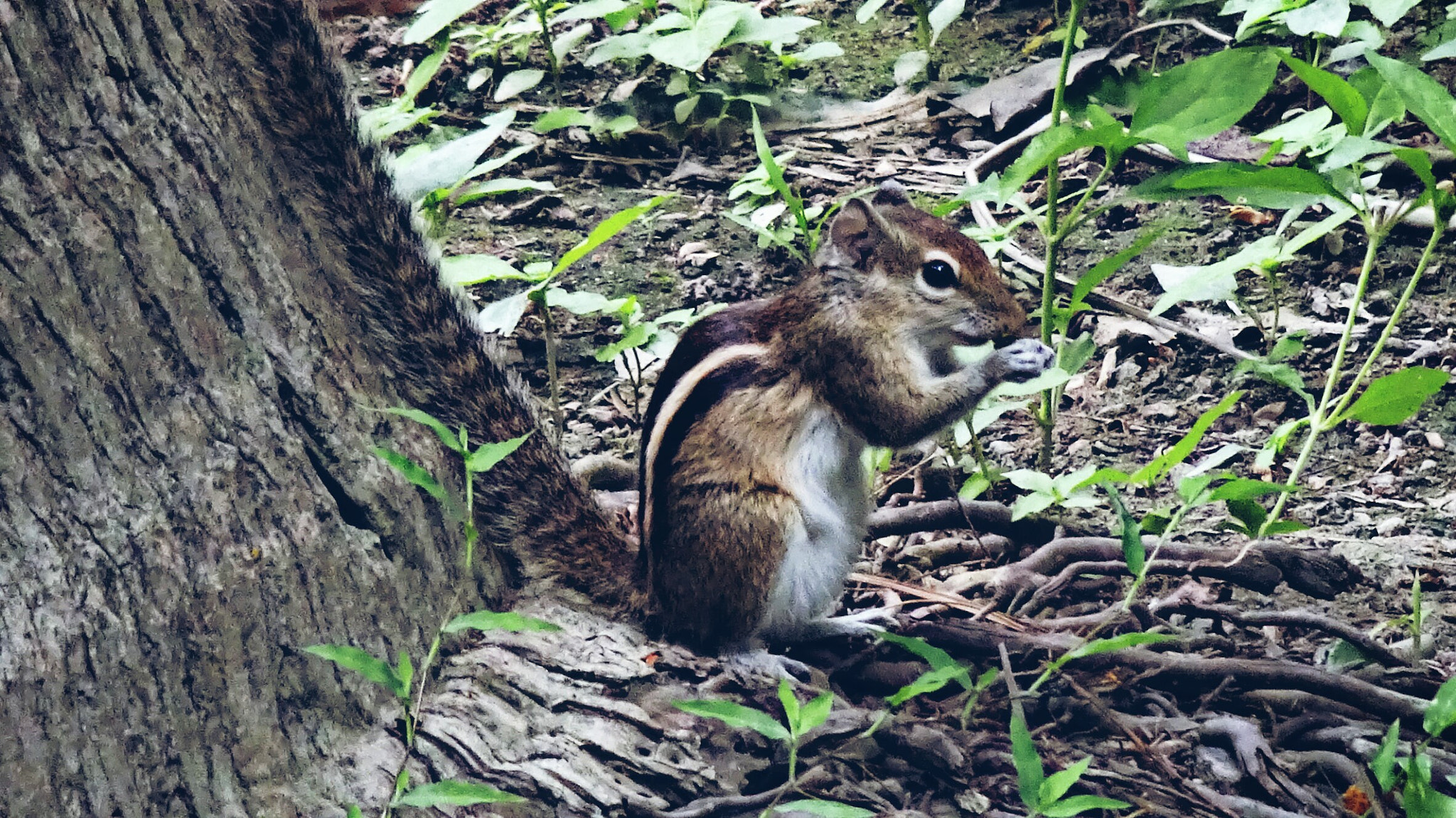 Sony Cyber-shot DSC-WX220 sample photo. Squirrel photography