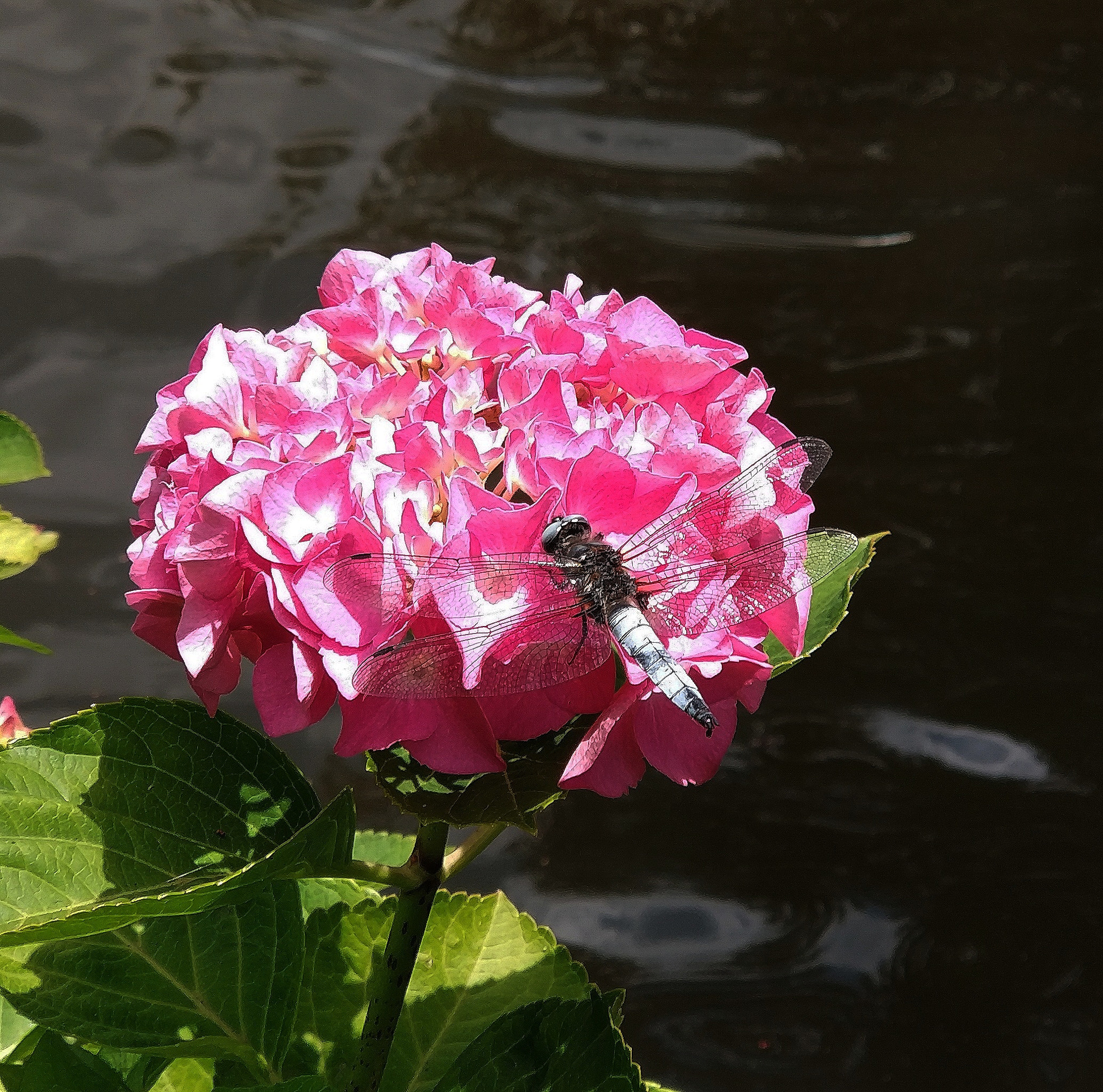 Xiaomi Mi Note 3 sample photo. Dragonfly on flower photography