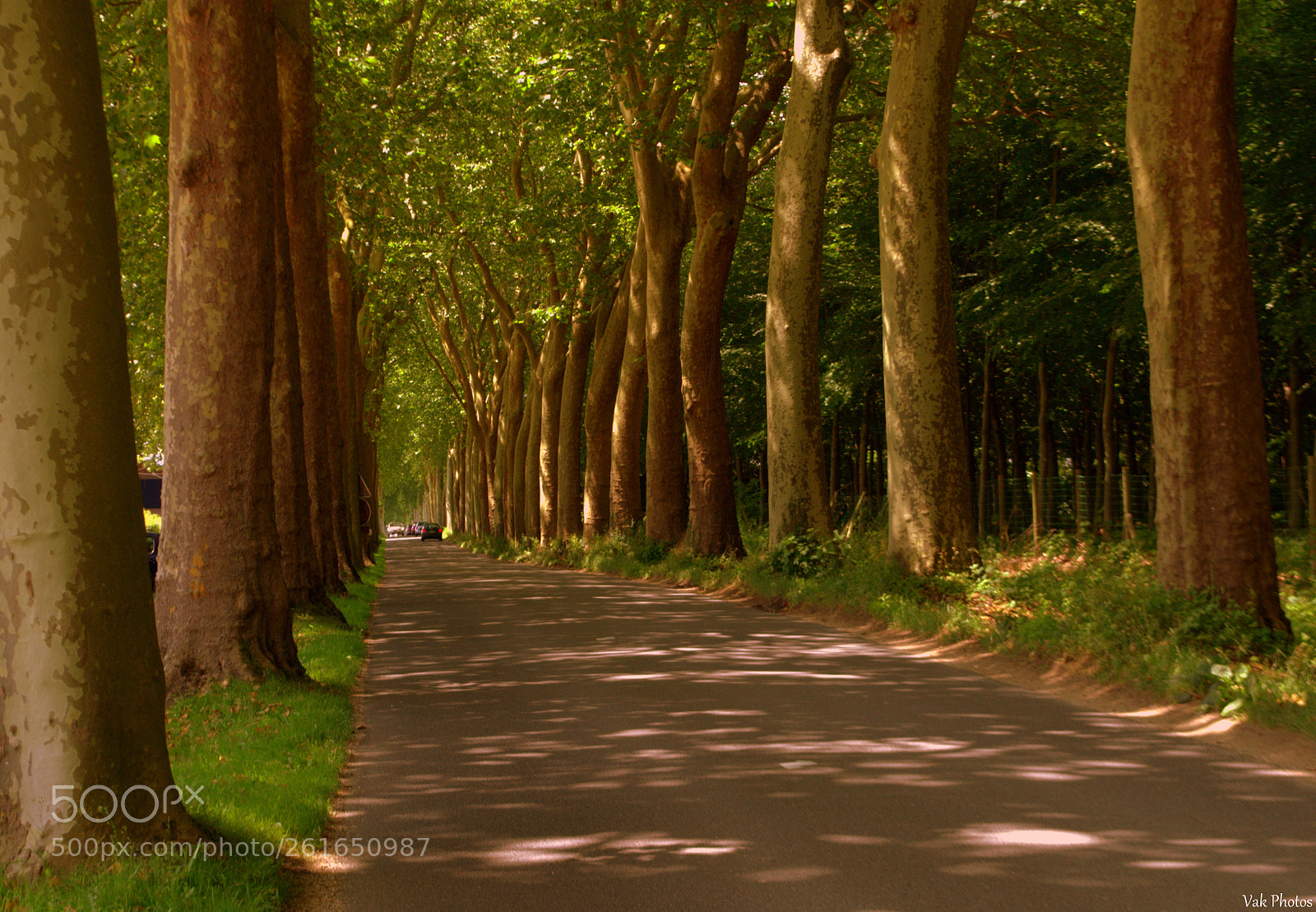 Nikon D3100 sample photo. Treed road photography