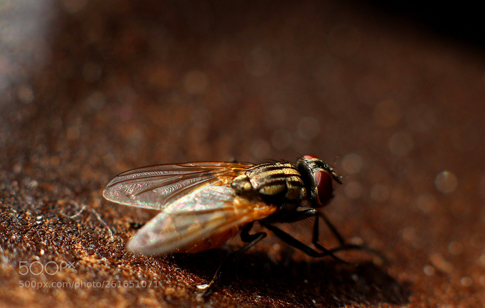 Canon EOS 700D (EOS Rebel T5i / EOS Kiss X7i) sample photo. 20180610_fly photography