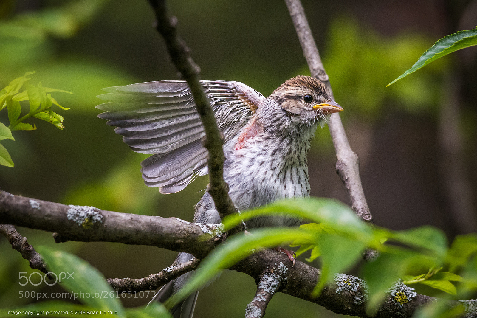 Nikon D7100 sample photo. Testing new wings photography