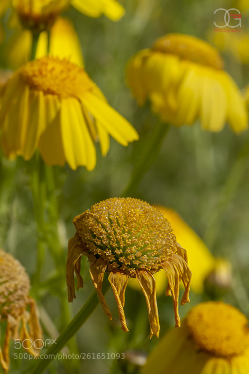Canon EOS 7D sample photo. Diying young photography