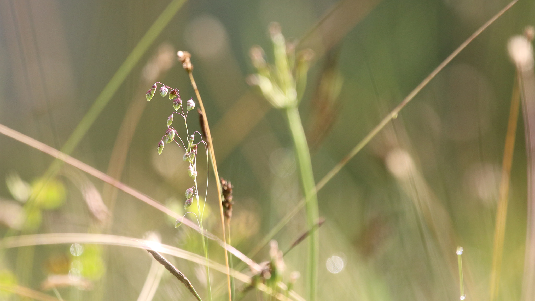Sigma 150-600mm F5-6.3 DG OS HSM | C sample photo. Morning light photography