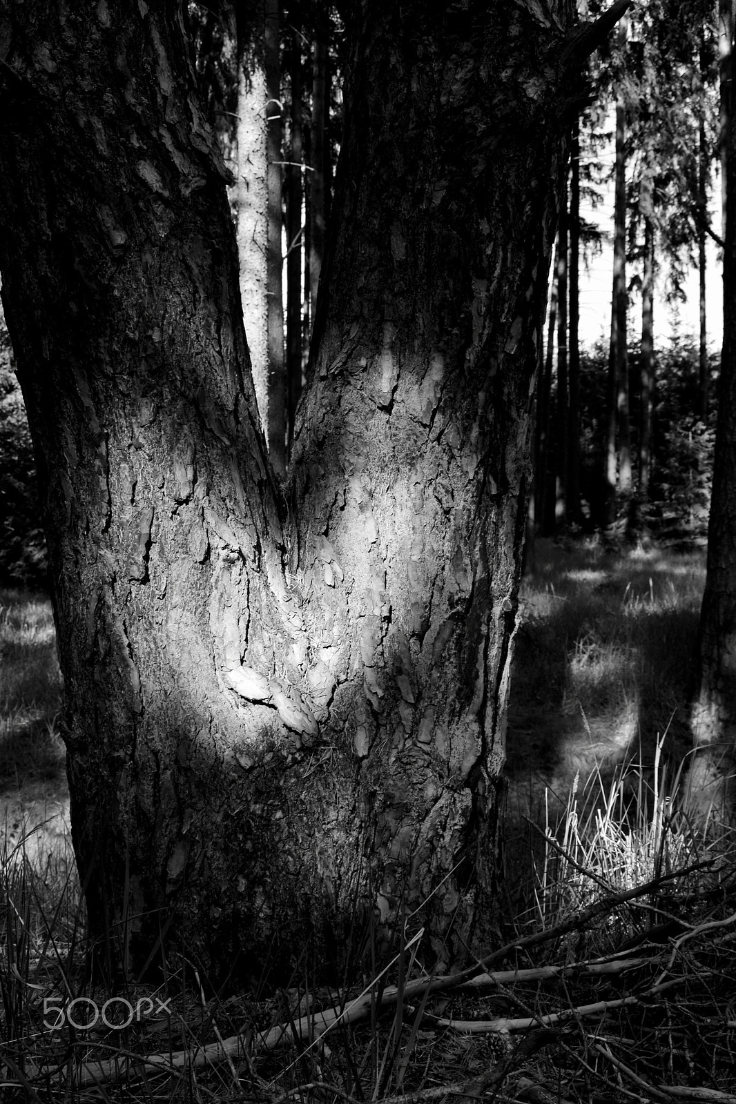 Nikon D3300 sample photo. The heart of wood photography
