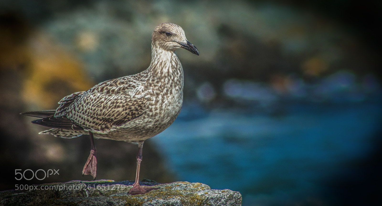 Canon EOS 650D (EOS Rebel T4i / EOS Kiss X6i) sample photo. Gull photography
