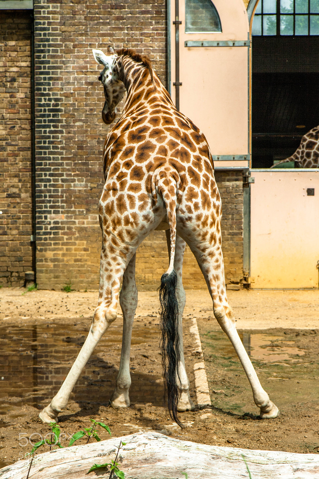 Canon EOS 400D (EOS Digital Rebel XTi / EOS Kiss Digital X) sample photo. Giraffe photography